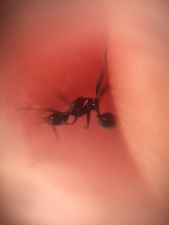 Pheidole latinoda