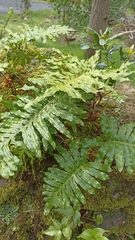 Polypodium macaronesicum azoricum