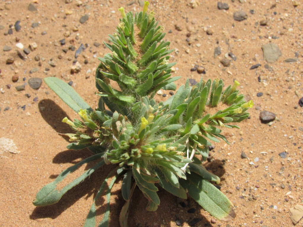 Arnebia decumbens