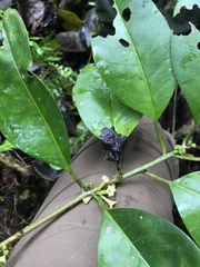 Cestrum macrophyllum