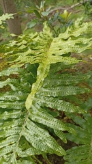 Polypodium macaronesicum azoricum