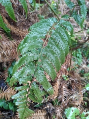 Diplazium hachijoense