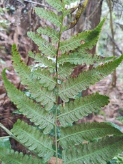 Diplazium hachijoense