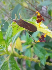 Anisoscelis marginellus