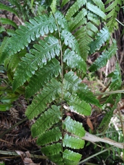 Diplazium hachijoense