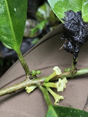 Cestrum macrophyllum