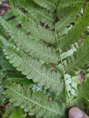 Diplazium hachijoense