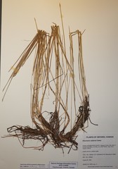 Eleocharis robbinsii