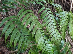 Diplazium hachijoense