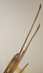 Eleocharis robbinsii