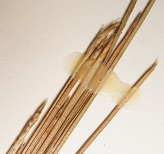 Eleocharis robbinsii