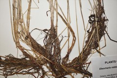 Eleocharis robbinsii