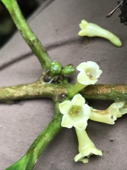 Cestrum macrophyllum