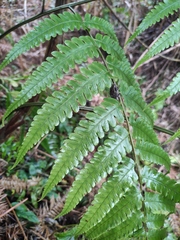 Diplazium hachijoense