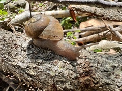 Zachrysia provisoria