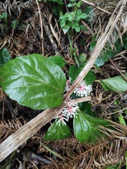 Pachysandra axillaris