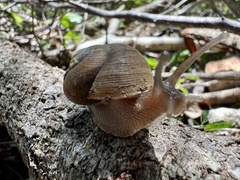 Zachrysia provisoria