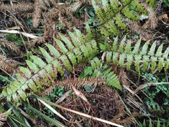 Diplazium hachijoense