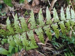 Diplazium hachijoense