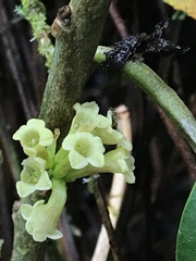 Cestrum macrophyllum