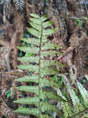 Diplazium hachijoense