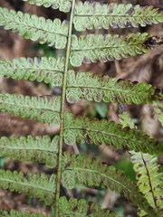 Diplazium hachijoense