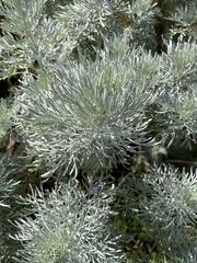 Artemisia arborescens