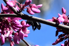 Xylocopa tabaniformis orpifex