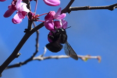 Xylocopa tabaniformis orpifex