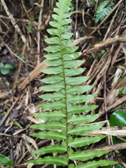 Microlepia marginata