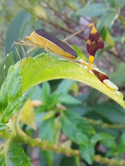 Anisoscelis marginellus
