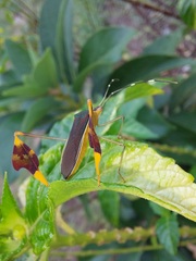 Anisoscelis marginellus