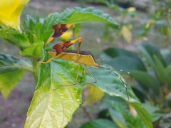 Anisoscelis marginellus