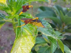 Anisoscelis marginellus