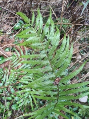 Christella acuminata