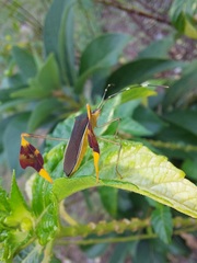 Anisoscelis marginellus