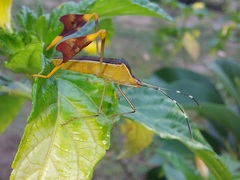 Anisoscelis marginellus