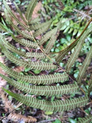 Christella acuminata