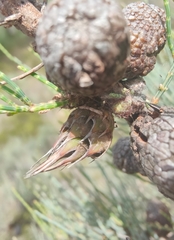 Cylindrococcus spiniferus