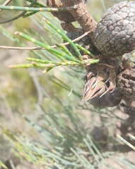 Cylindrococcus spiniferus