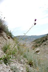 Centaurea carduiformis