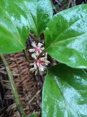 Pachysandra axillaris