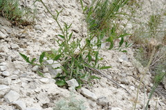 Centaurea carduiformis
