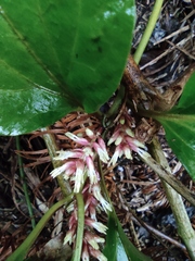 Pachysandra axillaris