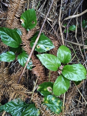 Pachysandra axillaris