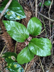 Pachysandra axillaris