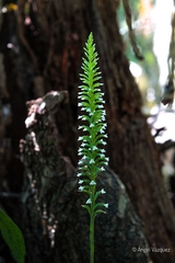 Beloglottis costaricensis