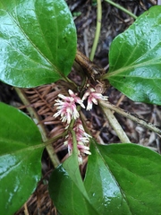 Pachysandra axillaris