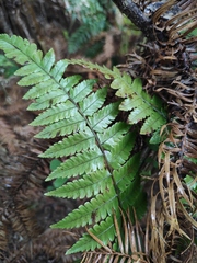 Diplazium hachijoense