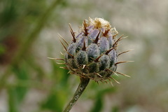 Centaurea carduiformis